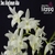 Dendrobium Kingianum Alba - Touceira