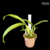 Orquídea Anacheilium Radiatum Tam.3 - comprar online
