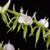 Orquídea Angraecum Eburneum- Adulta - comprar online