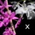 Orquídea Dendrobium Anosmum Híbrido - Pré Adulta - comprar online