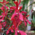 Orquidea Arachnis Flos-aeris X Renanthera Imschotiana- Adulta - comprar online