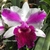 Orquídea Lc. Remo Prado Clow - Tam. 3 na internet