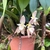 Bulbophyllum Ambrosia - Tam.3