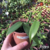 Orquídea Vanilla Planifolia (Baunilha) - Tam.2 na internet