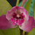 Orquídea Bifrenaria Tyrianthina - adulta
