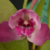 Orquídea Bifrenaria Tyrianthina - Tam. 3