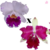 Orquídea Blc. Big China X Lc. Sheilla Compton - Pré-adulta