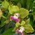 Orquidea Potinara Crowfield ''Mendenhall'' - Tam. 1