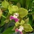 Orquidea Potinara Crowfield ''Mendenhall'' - Tam. 2