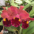 Orquídea Blc.Edisto Newberry X Blc.Chunyeah#17 - Tam. 3 na internet