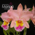 Orquídea Blc. George King(023)-Tam.2 flor grande clone cattleya salmão boa forma