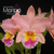 Orquídea Blc. George King(023)-Tam.1 flor grande clone cattleya salmão boa forma