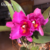 Orquídea Blc. George Suzuki X Blc. Chia Lin Shin Shy - Tam. 3 - comprar online