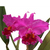 Orquidea Blc. Hawaiian Drumbeat (144) - Tam.1