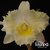 Orquídea Blc. Island Chayn Blumen Insel - Pré Adulta na internet