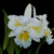 Orquídea Blc. Island Chayn Blumen Insel (087) - TAM. 1 cattleya clone de cor branca , belíssima