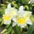Orquídea Blc. Island Chayn Blumen Insel (087)-TAM. 2 cattleya clone de cor branca , belíssima - Orquidário Maripá