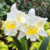 Orquídea Blc. Island Chayn Blumen Insel (087)-TAM. 2 cattleya clone de cor branca , belíssima