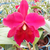 Orquídea Blc. Marie Medallion Rubi - Tam. 3