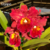 Orquídea Blc. Maripa flor grande exclusividade - Tam. 2 na internet