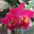 Orquídea Blc. Maripa flor grande exclusividade - Tam. 2