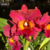 Orquídea Blc. Maripa flor grande exclusividade - Tam. 2 - comprar online
