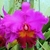 Orquídea (MC452)Blc. Mem. Crispin Rosales -Tam.2