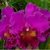 Orquídea (MC452)Blc. Mem. Crispin Rosales -Tam.2 - comprar online