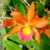 Orquídea Blc. Nobile´s Honney Pão de Mel Tam.3