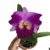 Orquídea Blc. Ottara Fragance- Tam. 2 - comprar online