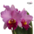 Orquídea Blc. Rose Whisper(155) - Tam.2