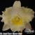 Orquídea Blc. Island Chayn Blumen Insel (087)-TAM. 2 cattleya clone de cor branca , belíssima na internet