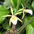Orquídea Brassavola Perrinii - Adulta - comprar online