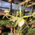 Orquídea Brassavola Perrinii - Adulta na internet