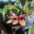 Bulbophyllum Frostii - Pré Adulto Mini Orquídea na internet