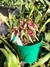 Bulbophyllum ( Louis Sander x Gutulatum) - Tam.2 - Orquidário Maripá