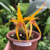 Orquídea Bulbophyllum Smitinandii hibrido -Tam.3 - comprar online