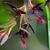 Orquídea Bulbophyllum Tremulum - Mini Orquídea (Adulta)