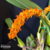 Bulbophyllum Elassonotum Tam.2