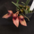 Bulbophyllum Frostii - Pré Adulto Mini Orquídea - comprar online
