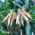 Bulbophyllum ( Louis Sander x Gutulatum) - Pré adulta
