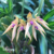 Bulbophyllum ( Louis Sander x Gutulatum) - Tam.2