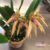 Bulbophyllum ( Louis Sander x Gutulatum) - Pré adulta - comprar online