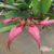 Bulbophyllum Rothschildianum Tam.3 (2 a 3 bulbos)