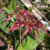 Bulbophyllum Rothschildianum Tam.3 (2 a 3 bulbos) na internet