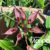 Bulbophyllum Rothschildianum- Pré Adulta - comprar online