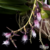 Bulbophyllum Saltatorium - Tam. 3 (mini Orquidea)