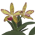 Orquídea C. Guttata X Slc. Jungle Green - Tam. 2 na internet