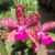 Orquídea C. Guttata X Slc. Jungle Green - Tam. 2