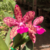 Orquídea C. Guttata X Slc. Jungle Green - Tam. 2 - comprar online